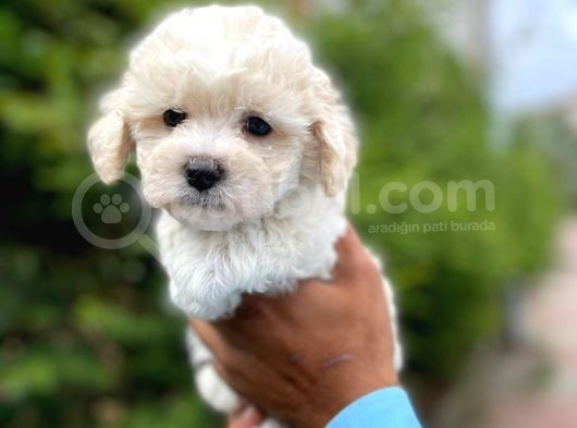 Yavru Maltipoo görsel