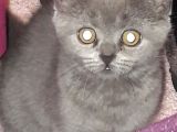 British Shorthair Görüşülür