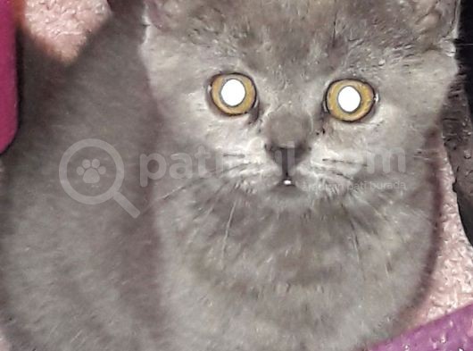British Shorthair Görüşülür görsel
