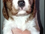 Irk Garantili Cavalier King Charles Yavruları