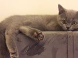 British Shorthair Görüşülür