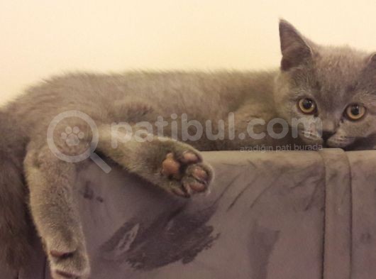 British Shorthair Görüşülür görsel