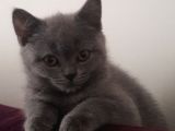 British Shorthair Görüşülür