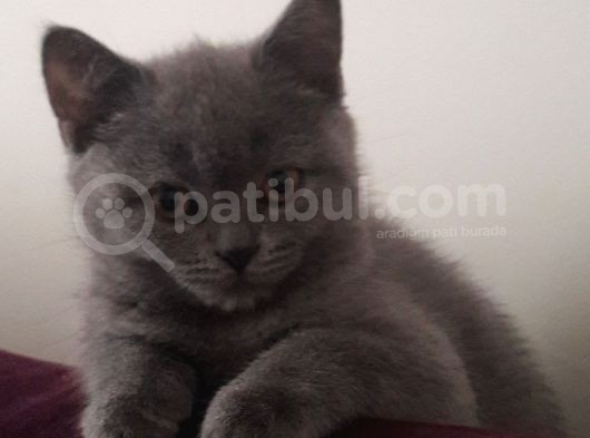 British Shorthair Görüşülür
