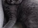 British Shorthair Görüşülür