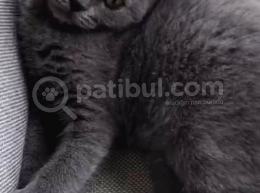 British Shorthair Görüşülür görsel