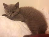 British Shorthair Görüşülür