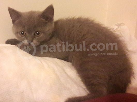 British Shorthair Görüşülür görsel