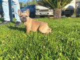 Lilac Favn Quad Egzotic French Bulldog