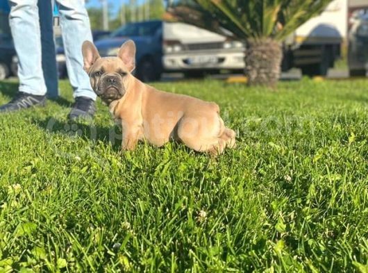 Lilac Favn Quad Egzotic French Bulldog görsel