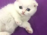 Odd Eyes (Mavi-Yeşil) Gözlü Oğlumuzun Yeni Ailesi Olur Musunuz?