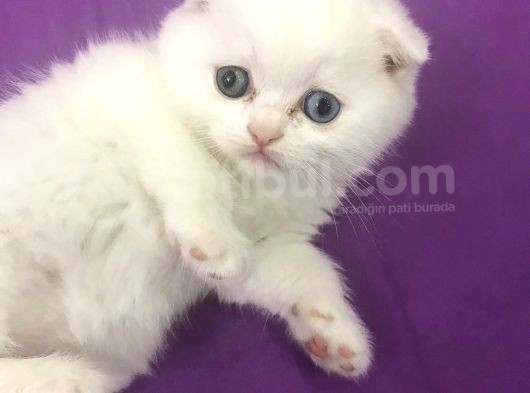 Odd Eyes (Mavi-Yeşil) Gözlü Oğlumuzun Yeni Ailesi Olur Musunuz? görsel