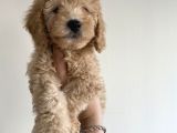 Toy Poodle Mini