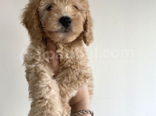 Toy Poodle Mini görsel