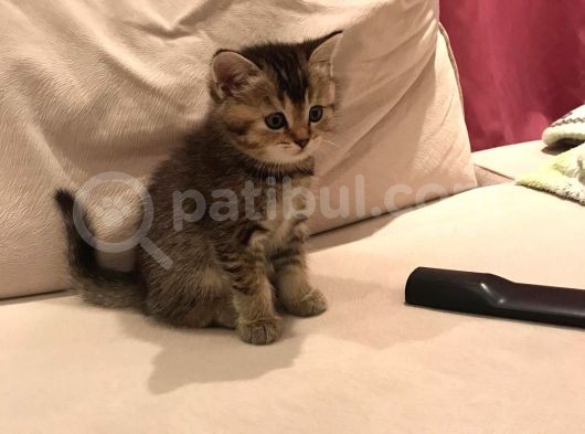 2.5 Aylık Kızımızın Ailesi Olur Musunuz? görsel
