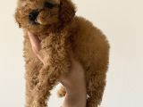 Toy Poodle Mini