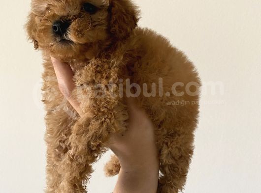 Toy Poodle Mini görsel