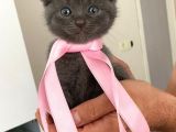 Scottish Fold Dişi Yavru