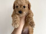 Toy Poodle Mini