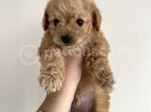 Toy Poodle Mini görsel