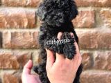 Siyah İnci Black Toy Poodle Yavrularımız