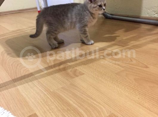 Acil Oyuncu Uysal Tatlı Kızımız görsel