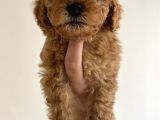 Toy Poodle Mini