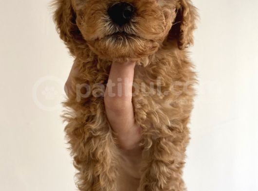 Toy Poodle Mini