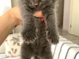 Scottish Fold Dişi Yavru