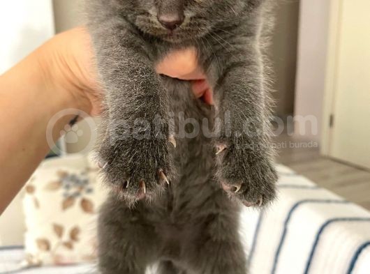Scottish Fold Dişi Yavru görsel