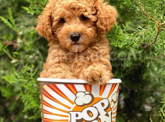 Irkının En İyisi Safkan Toy Poodle Yavrularımız