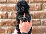Siyah İnci Black Toy Poodle Yavrularımız