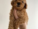 Toy Poodle Mini