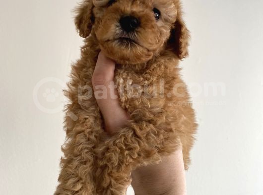 Toy Poodle Mini görsel
