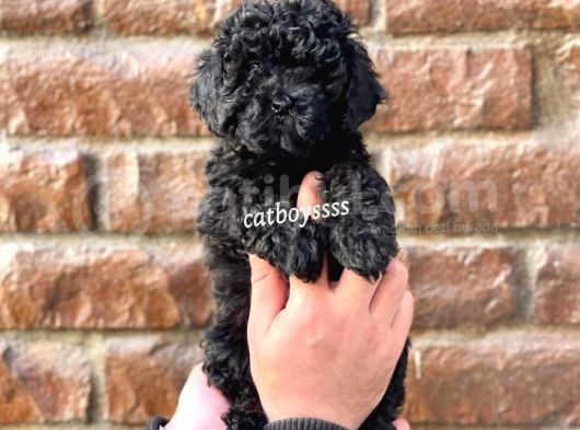 Siyah İnci Black Toy Poodle Yavrularımız görsel