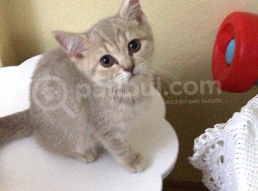 Acil Oyuncu Uysal Tatlı Kızımız görsel