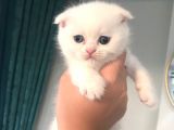 Odd Eyes (Mavi-Yeşil) Gözlü Oğlumuzun Yeni Ailesi Olur Musunuz?