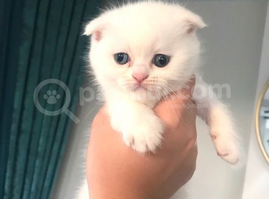 Odd Eyes (Mavi-Yeşil) Gözlü Oğlumuzun Yeni Ailesi Olur Musunuz?