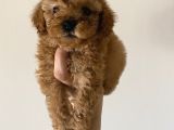 Toy Poodle Mini
