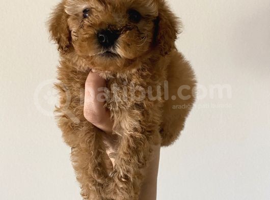 Toy Poodle Mini görsel