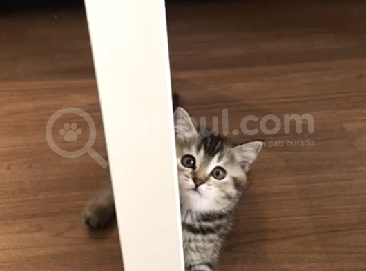2.5 Aylık Kızımızın Ailesi Olur Musunuz? görsel