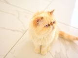 1 Yaşında Erkek Persian
