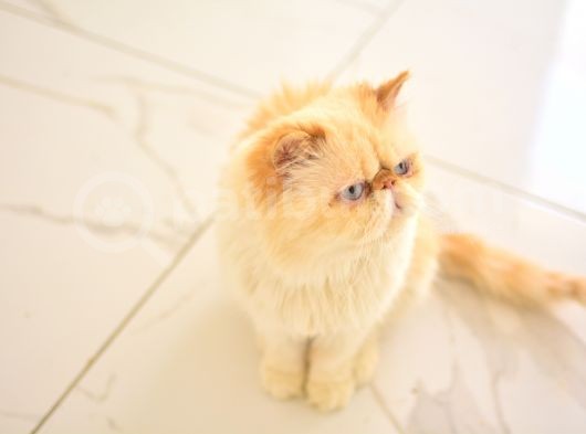1 Yaşında Erkek Persian