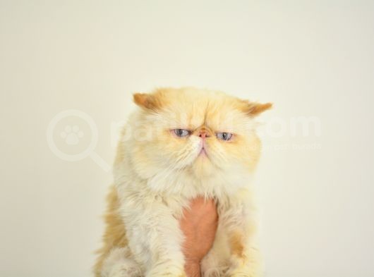 1 Yaşında Erkek Persian görsel