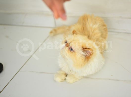 1 Yaşında Erkek Persian görsel