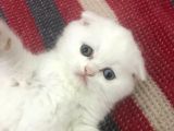 Odd Eyes (Mavi-Yeşil) Gözlü Oğlumuzun Yeni Ailesi Olur Musunuz?