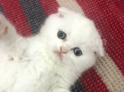 Odd Eyes (Mavi-Yeşil) Gözlü Oğlumuzun Yeni Ailesi Olur Musunuz? görsel