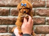Red Brown Toy Poodle Erkek Yavrumuz