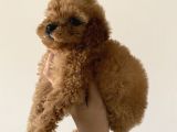 Toy Poodle Mini