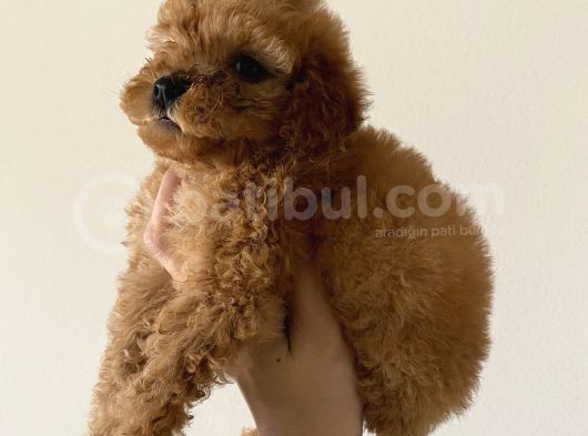Toy Poodle Mini görsel